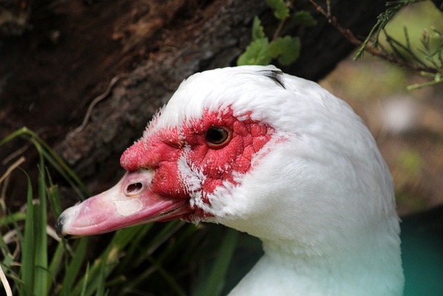 墨西哥足球 墨西哥足球