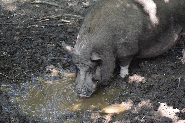界杯的临近 界杯的临近